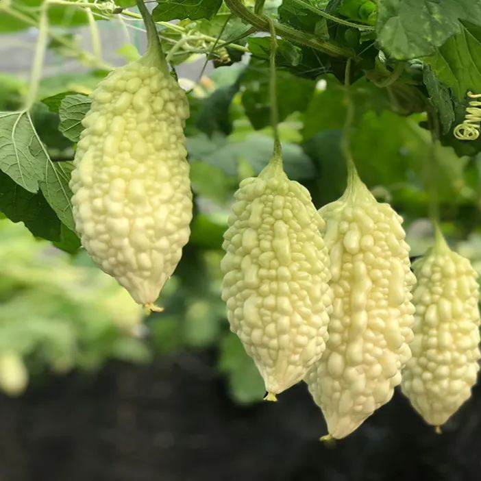 White Jade Bitter Melon