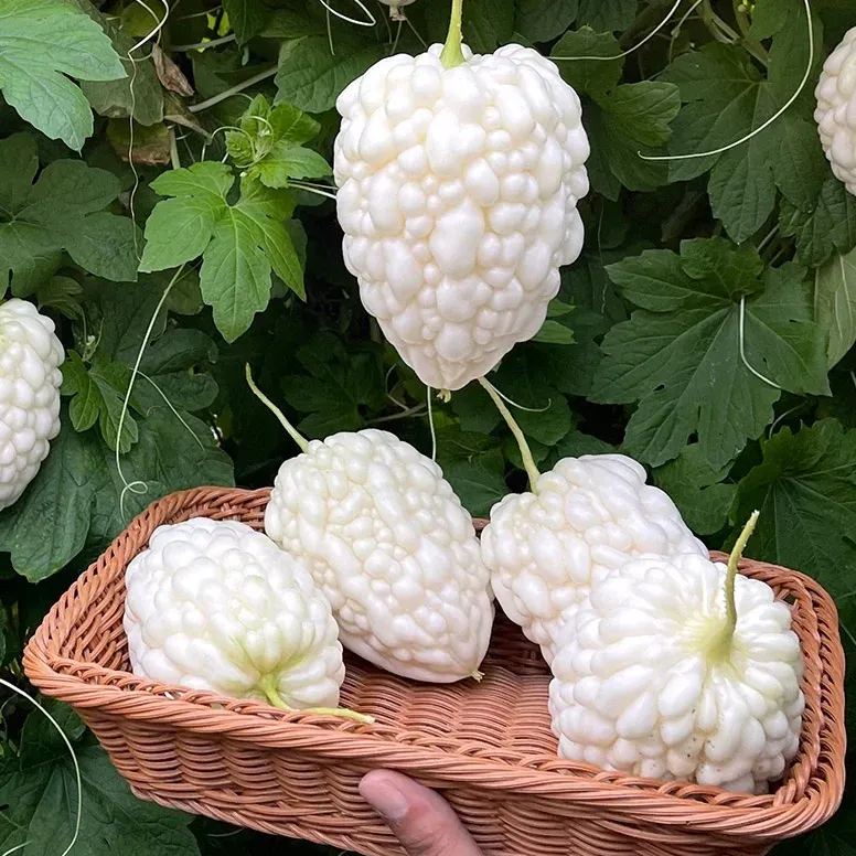 White Jade Bitter Melon Seeds