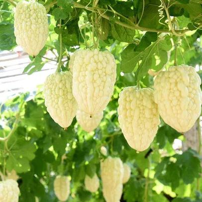 White Jade Bitter Melon Seeds