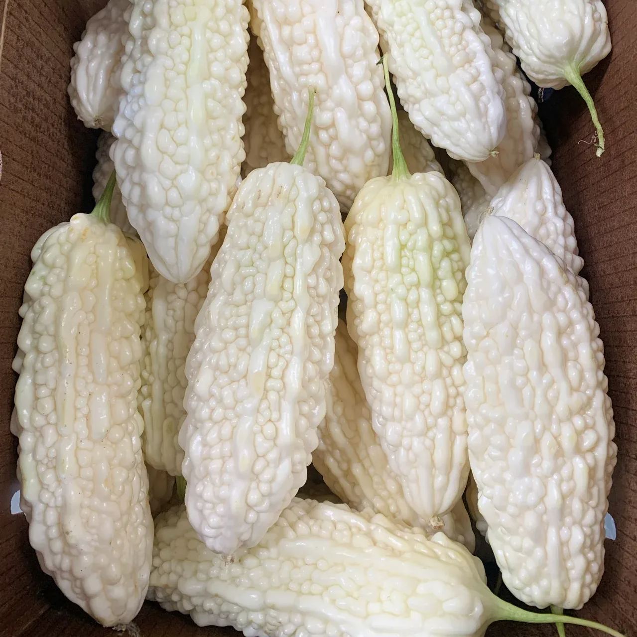 🎆41% off 🥂50 PCS White Jade Bitter Melon Seeds🍠