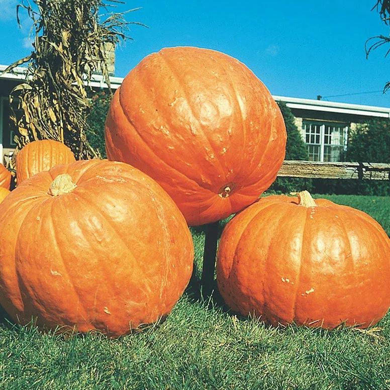 🎆54% off 🥂100 PCS Pumpkin Dills Atlantic Giant Seeds🎃