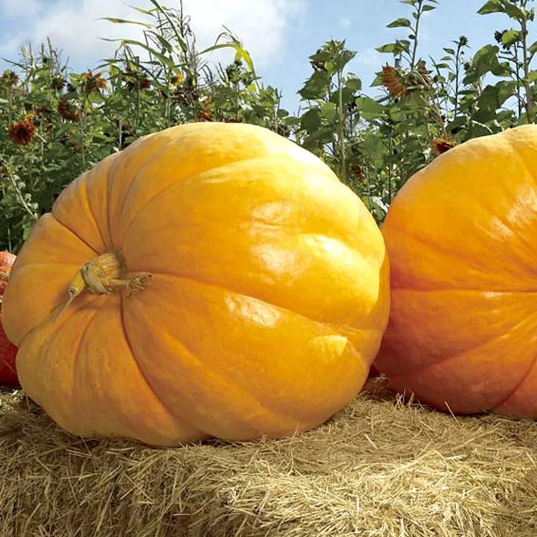 🎆54% off 🥂100 PCS Pumpkin Dills Atlantic Giant Seeds🎃
