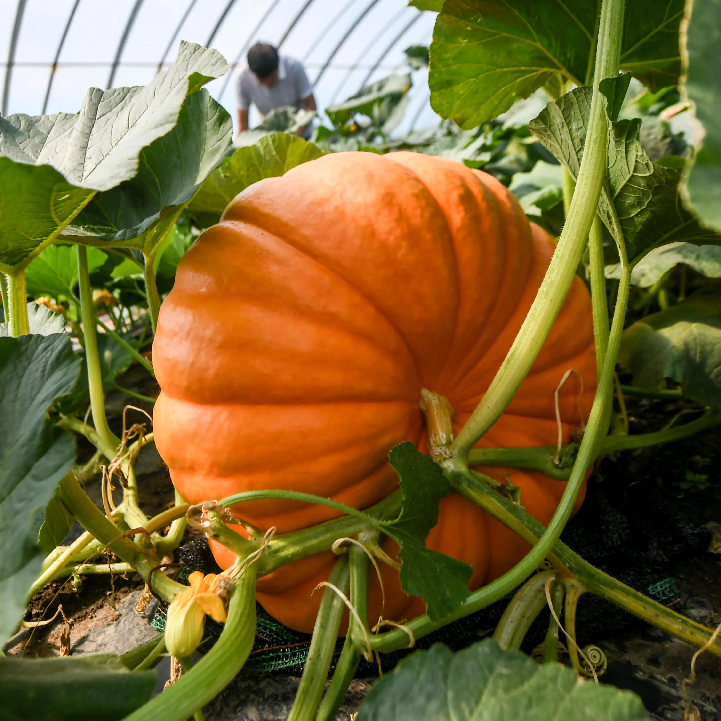 🎆54% off 🥂100 PCS Pumpkin Dills Atlantic Giant Seeds🎃