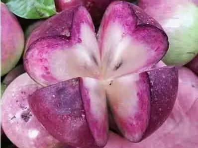🎆Star Apple - Chrysophyllum cainito - Rare Fruit Species Seeds🍎
