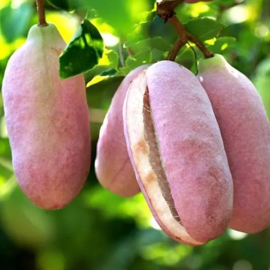 🎆Hot Sale🥂 August Melon Seeds🍌