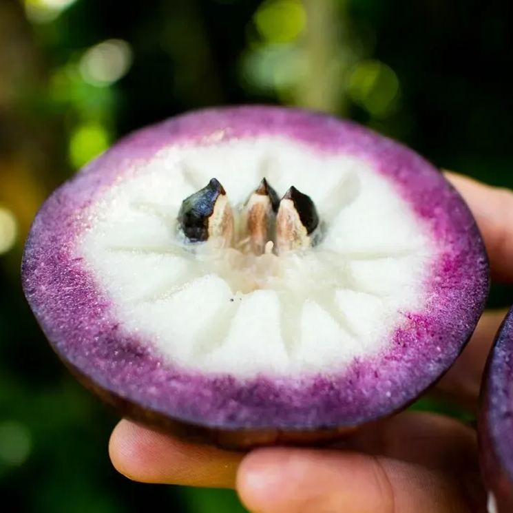Milk Fruit (Star Apple)