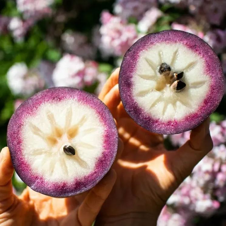Milk Fruit (Star Apple)