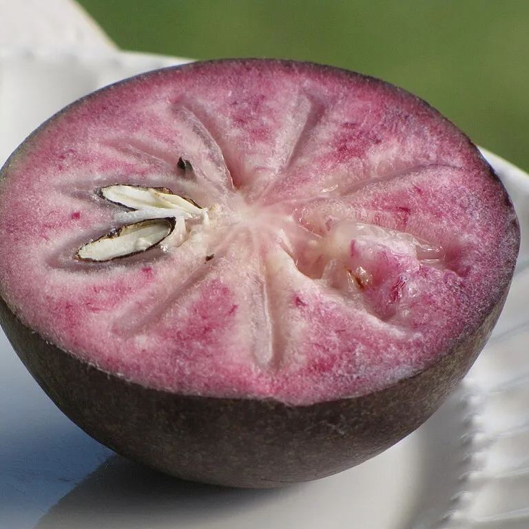 Milk Fruit (Star Apple)