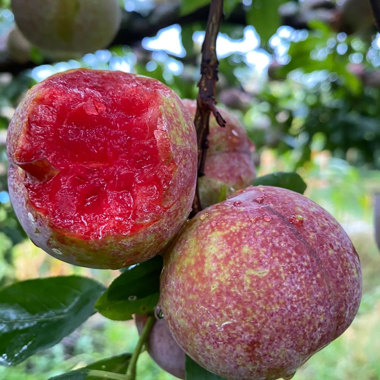 🎆Hot Sale🥂 Sanhua Plum Seeds