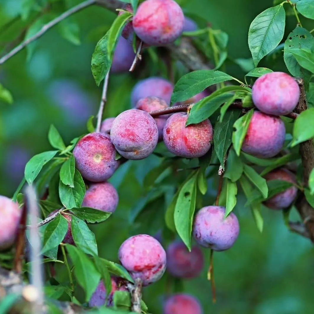 🎆Hot Sale🥂 Sanhua Plum Seeds