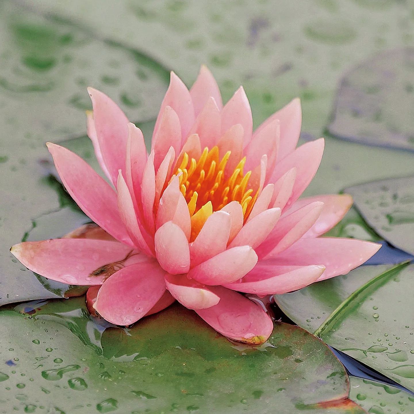 🎆Hot Sale🥂Water Lily Seeds🌺