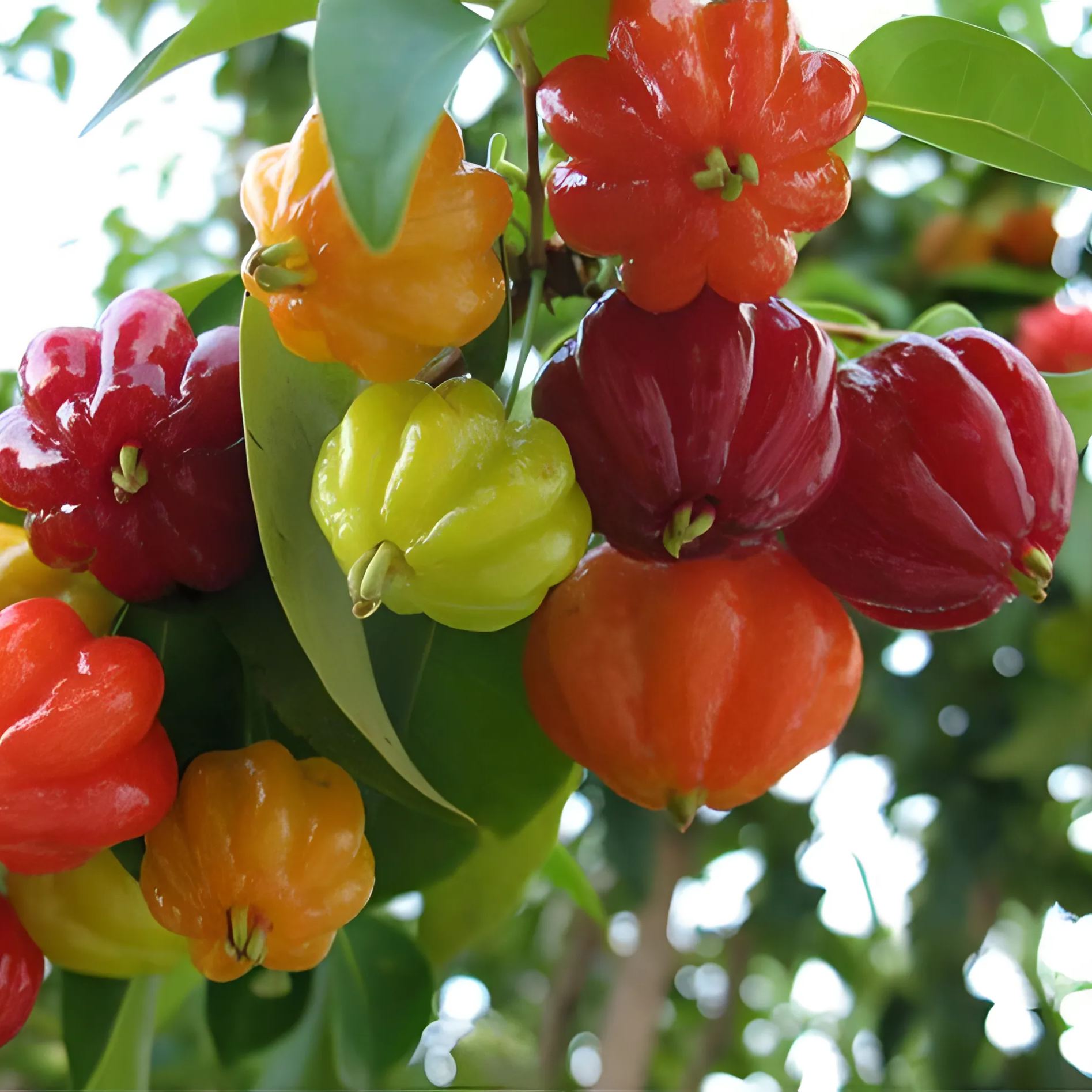 Surinam cherry