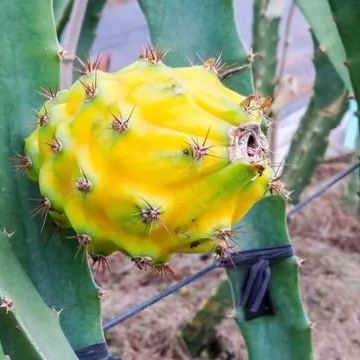 🎁59% OFF🥳Ecuador Rare Yellow Bird's Nest Fruit Seeds🦜