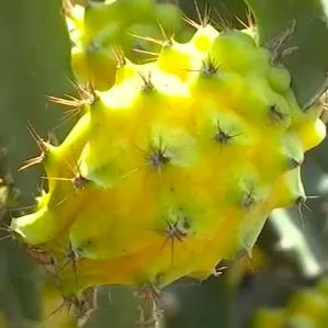 🎁59% OFF🥳Ecuador Rare Yellow Bird's Nest Fruit Seeds🦜