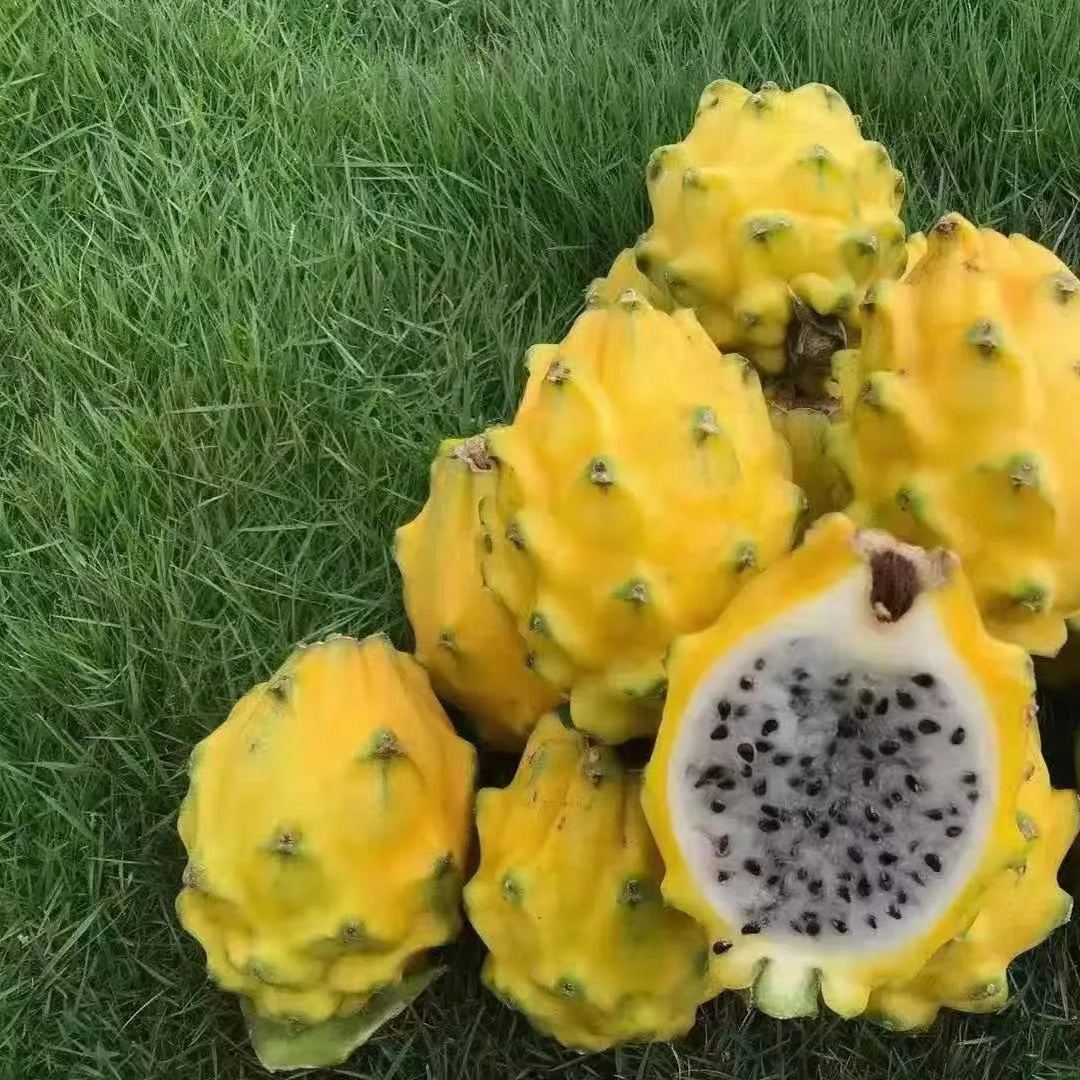 🎁59% OFF🥳Ecuador Rare Yellow Bird's Nest Fruit Seeds🦜