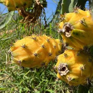 🎁59% OFF🥳Ecuador Rare Yellow Bird's Nest Fruit Seeds🦜