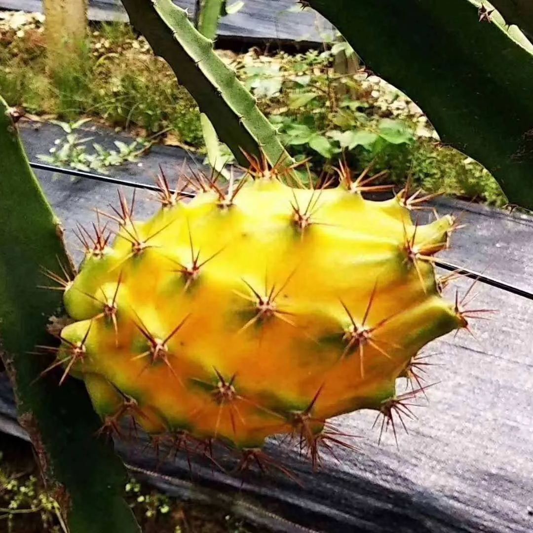 🎁59% OFF🥳Ecuador Rare Yellow Bird's Nest Fruit Seeds🦜