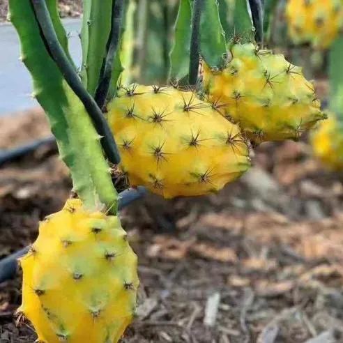🎁59% OFF🥳Ecuador Rare Yellow Bird's Nest Fruit Seeds🦜