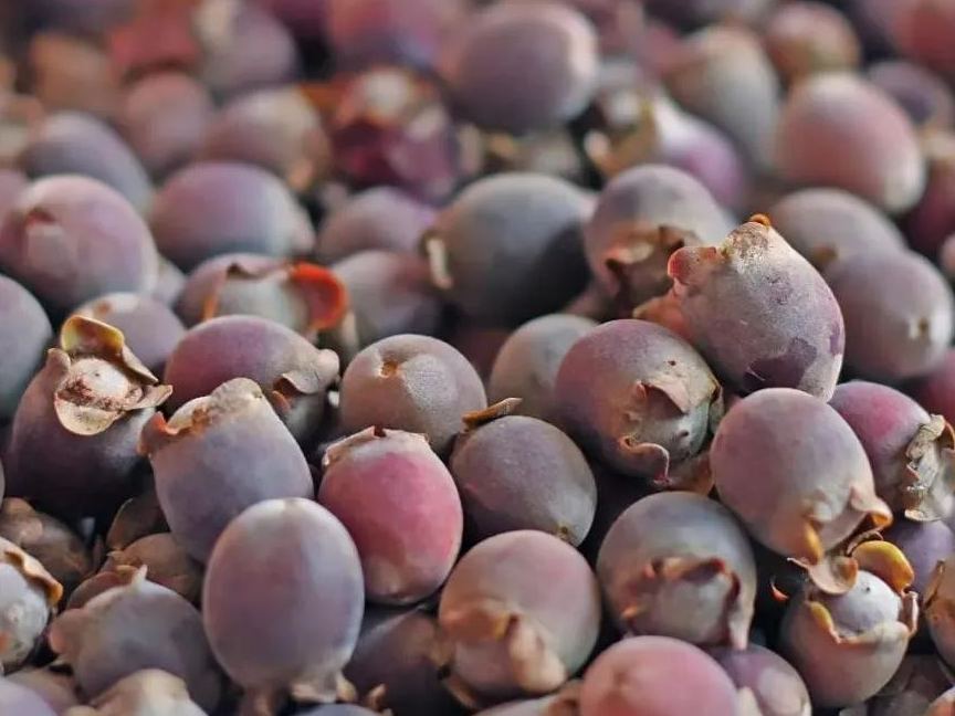 🎆Hot Sale🥂 Rhodomyrtus tomentosa (Aiton) Hassk Seeds