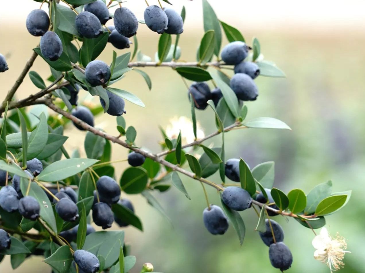 🎆Hot Sale🥂 Rhodomyrtus tomentosa (Aiton) Hassk Seeds