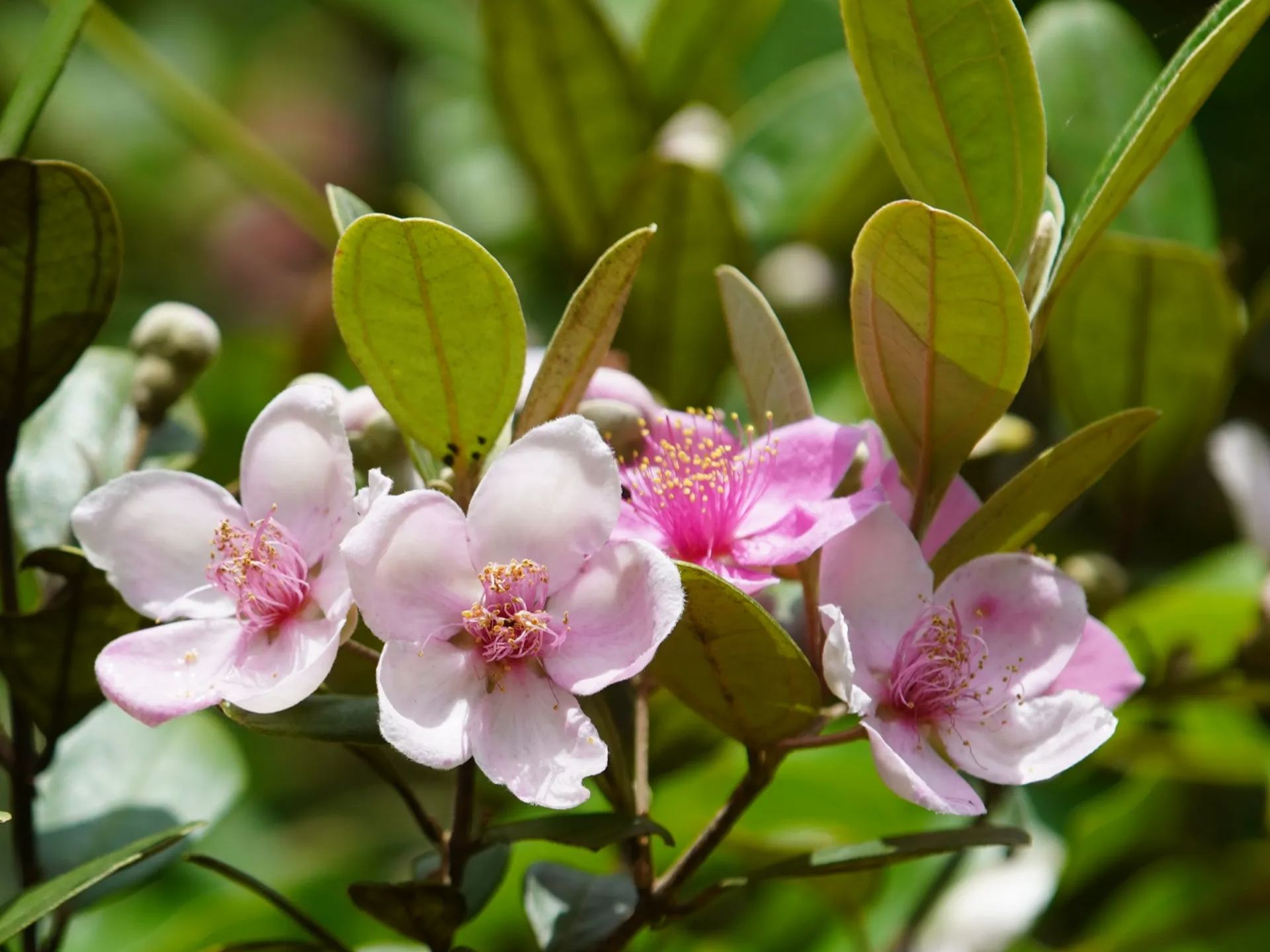 🎆Hot Sale🥂 Rhodomyrtus tomentosa (Aiton) Hassk Seeds