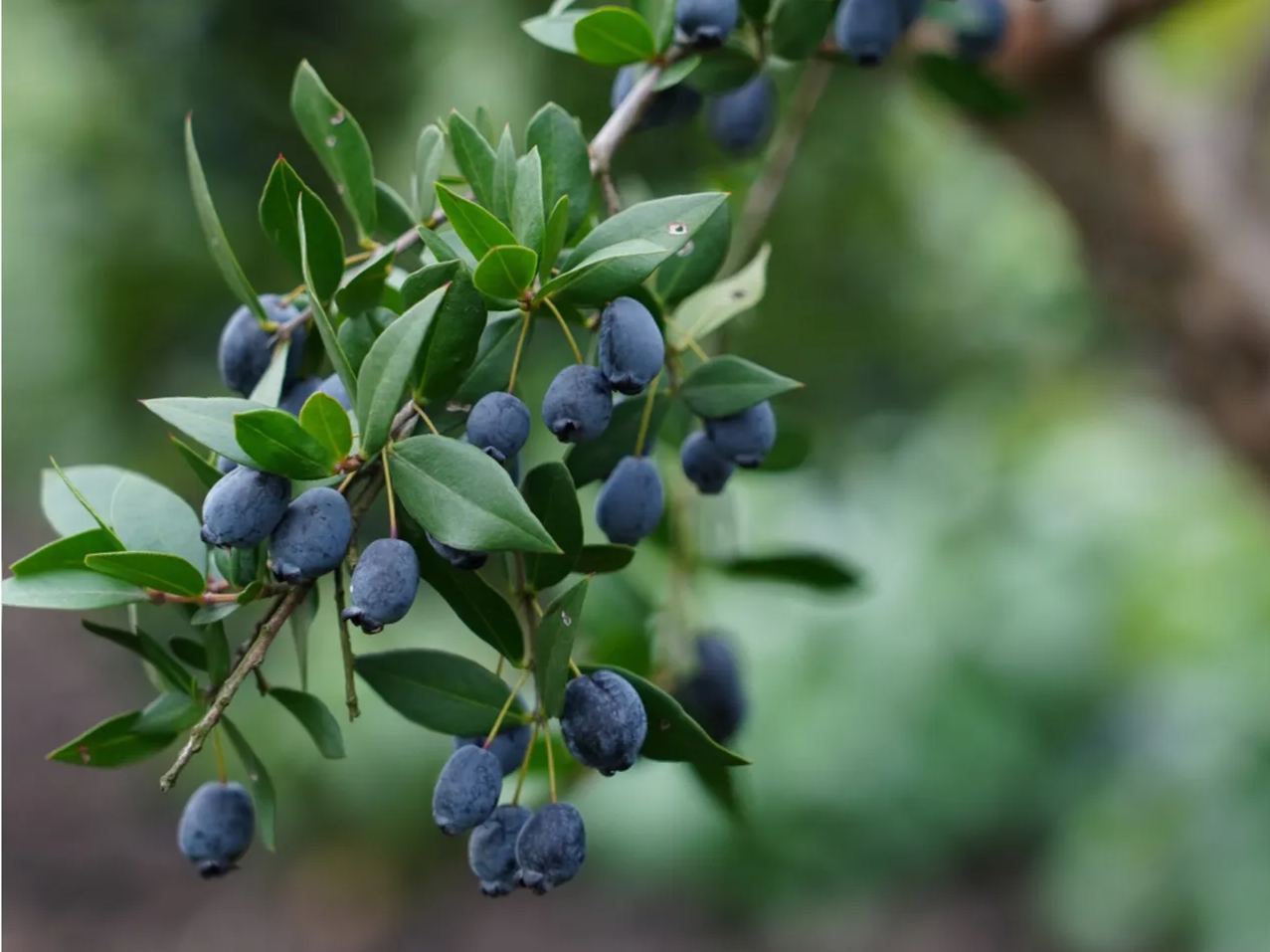 🎆Hot Sale🥂 Rhodomyrtus tomentosa (Aiton) Hassk Seeds