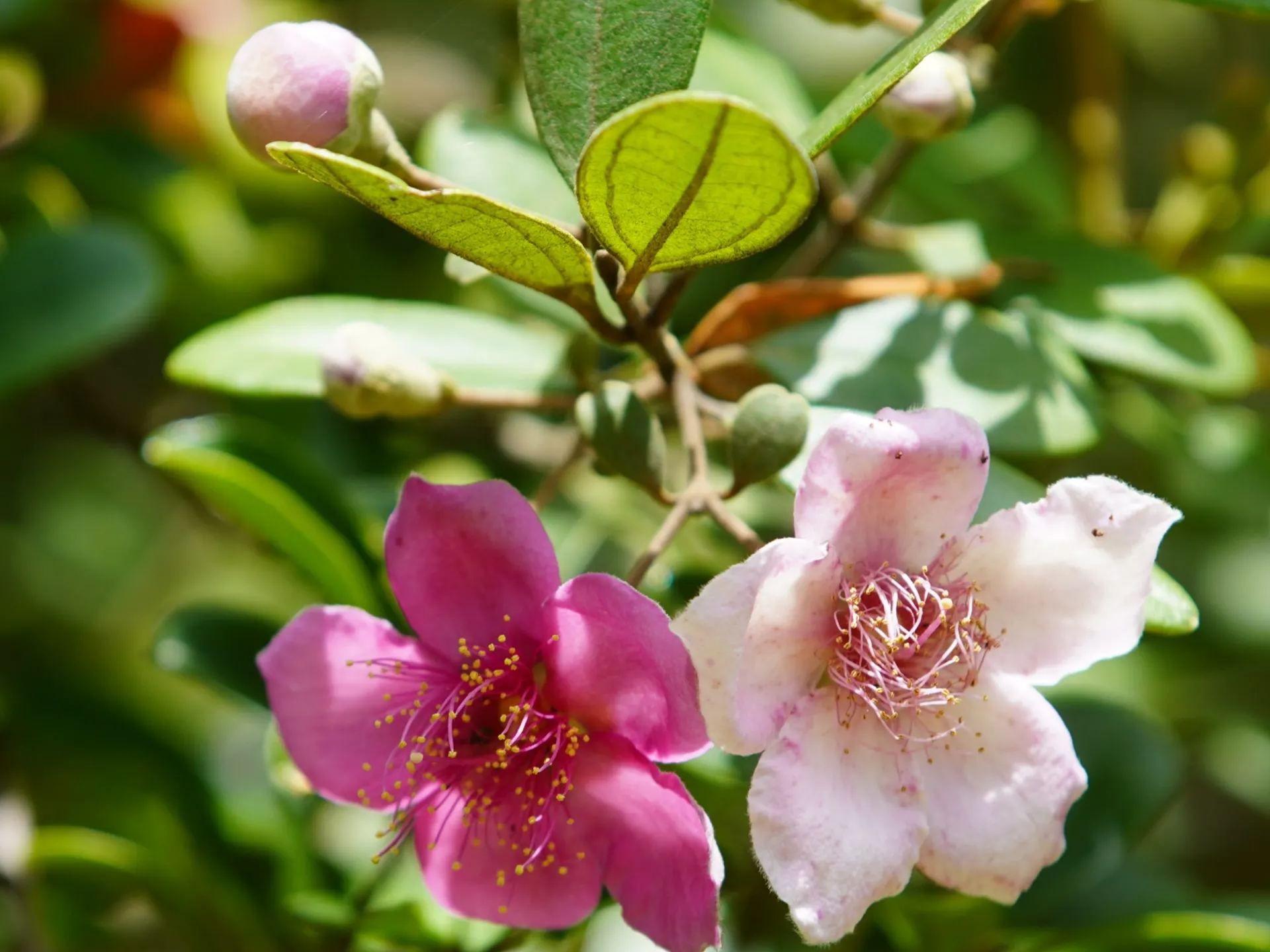 🎆Hot Sale🥂 Rhodomyrtus tomentosa (Aiton) Hassk Seeds🫐