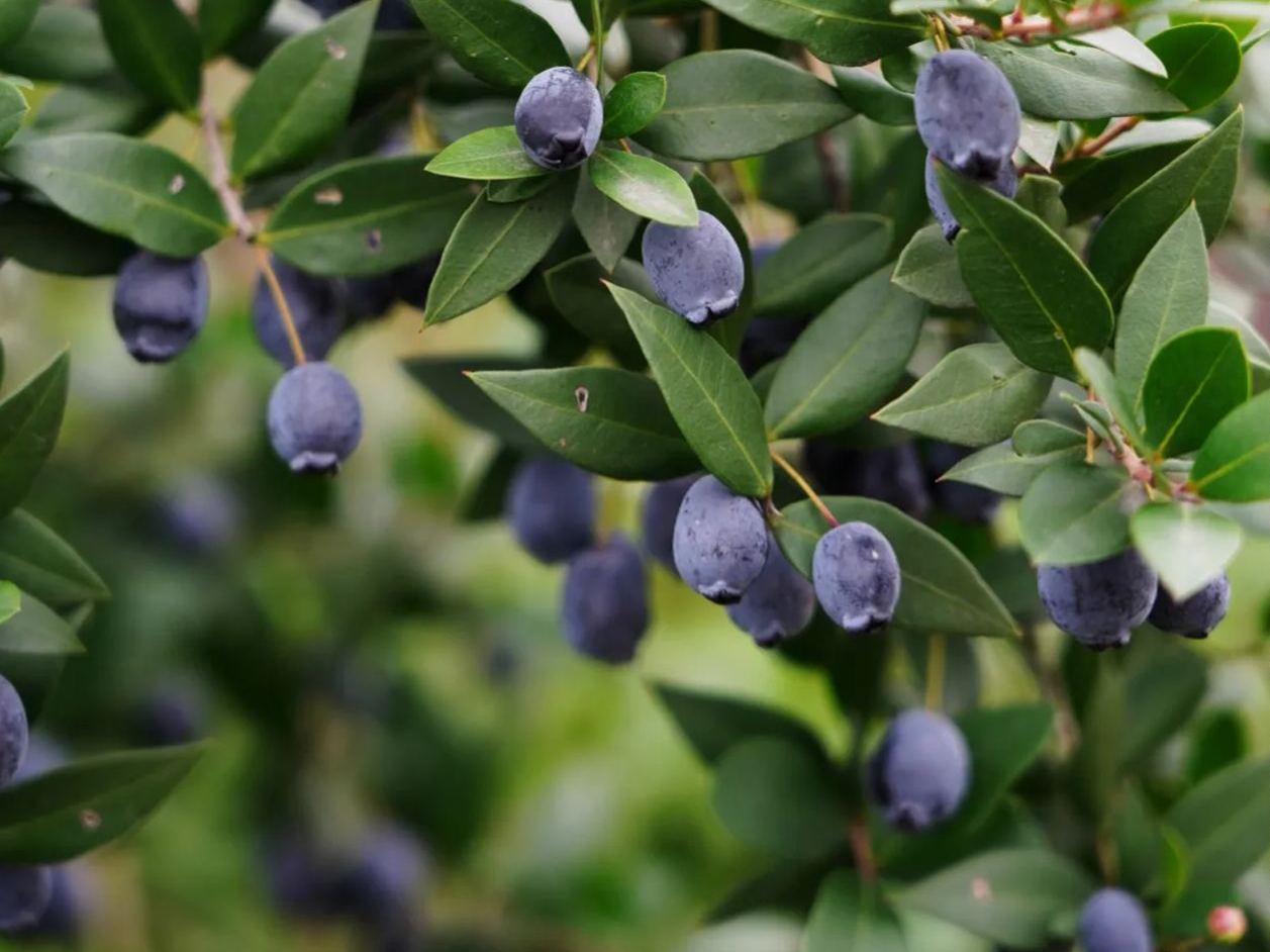 🎆Hot Sale🥂 Rhodomyrtus tomentosa (Aiton) Hassk Seeds🫐