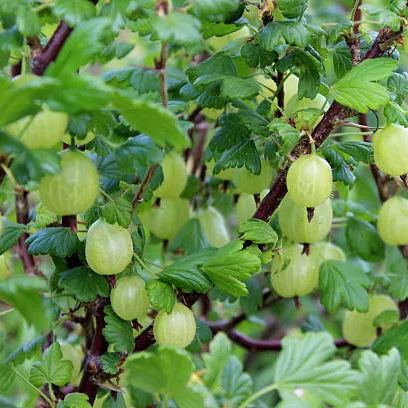 🎆Hot Sale🥂Gooseberry Seeds🍒