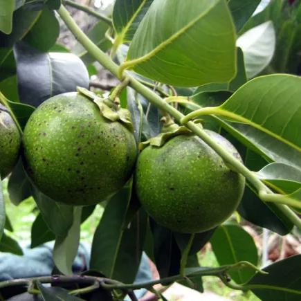 Diosyros nigra seeds🍫