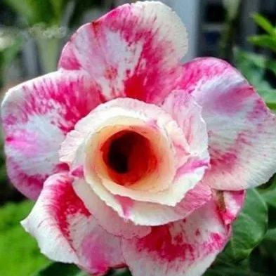 2Pcs Rainbow Desert Rose Seeds