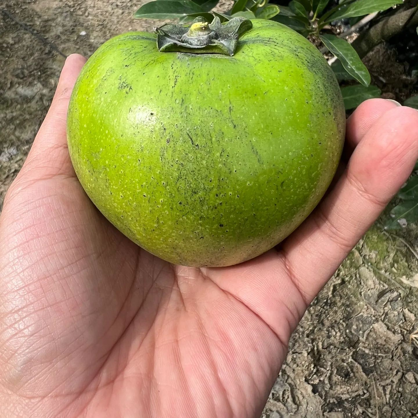 Exotic Rare Fruit Tree Seeds  -Chocolate Pudding Fruit  Seeds🍫