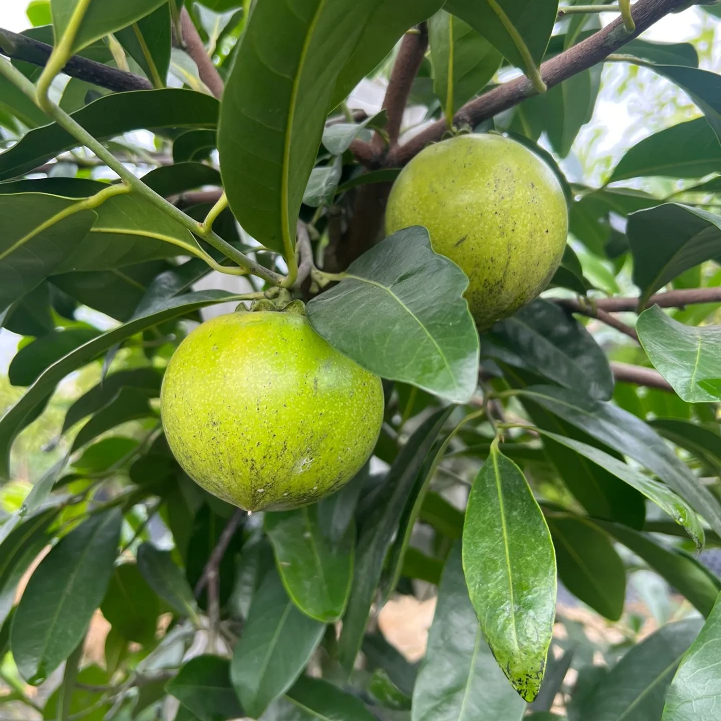 Exotic Rare Fruit Tree Seeds  -Chocolate Pudding Fruit  Seeds🍫