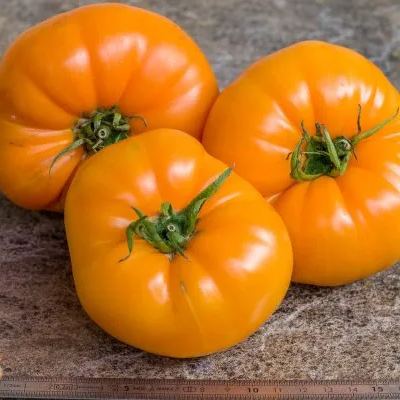 Heirloom Tomato Seeds-Four Color Assortment