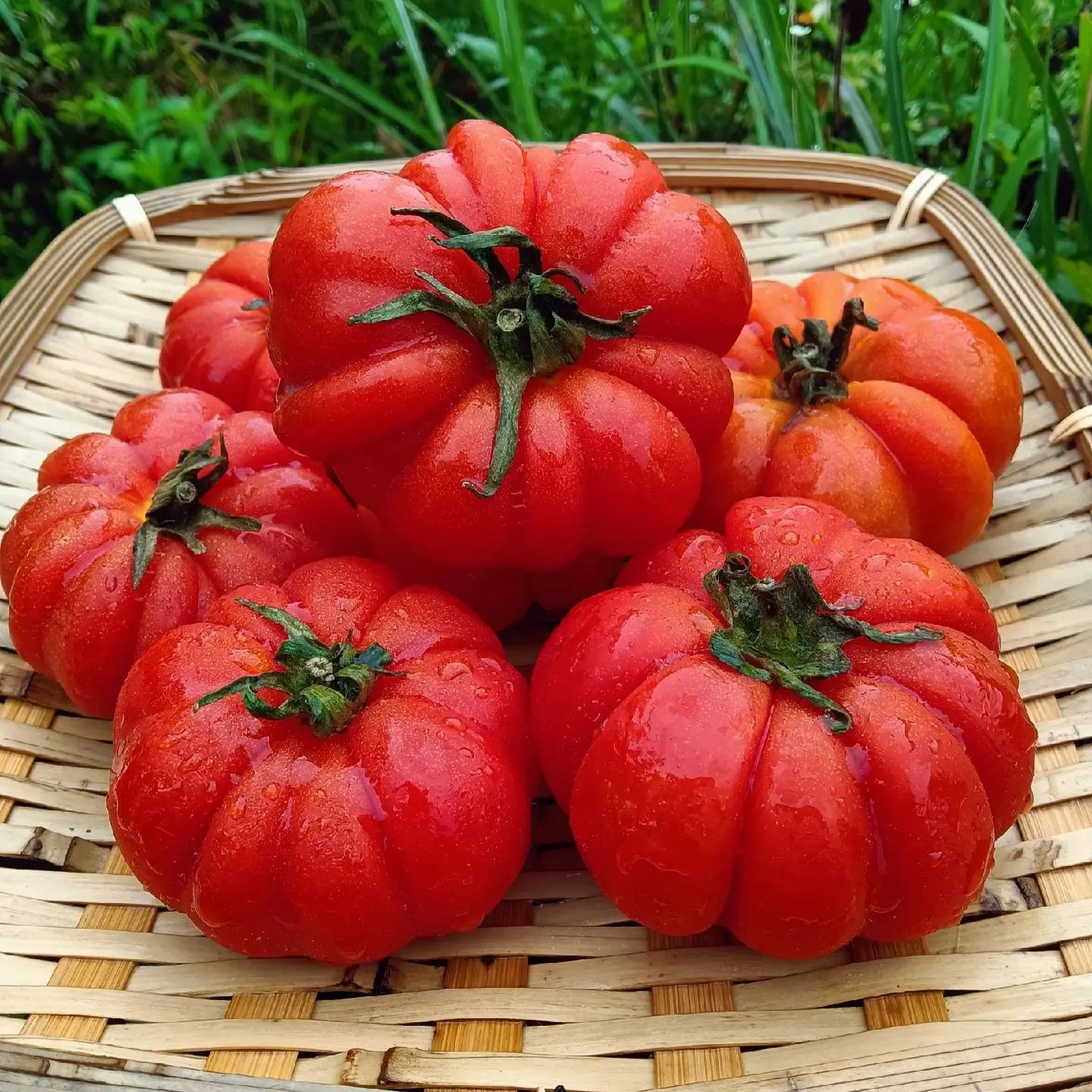 Heirloom Tomato-Four-Color Water Chestnut Mixed Seeds