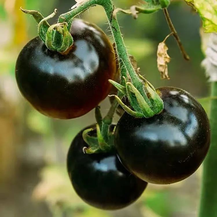 Super-yielding dwarf tomato-Purple Boy-Rare Purple Tomato Seeds