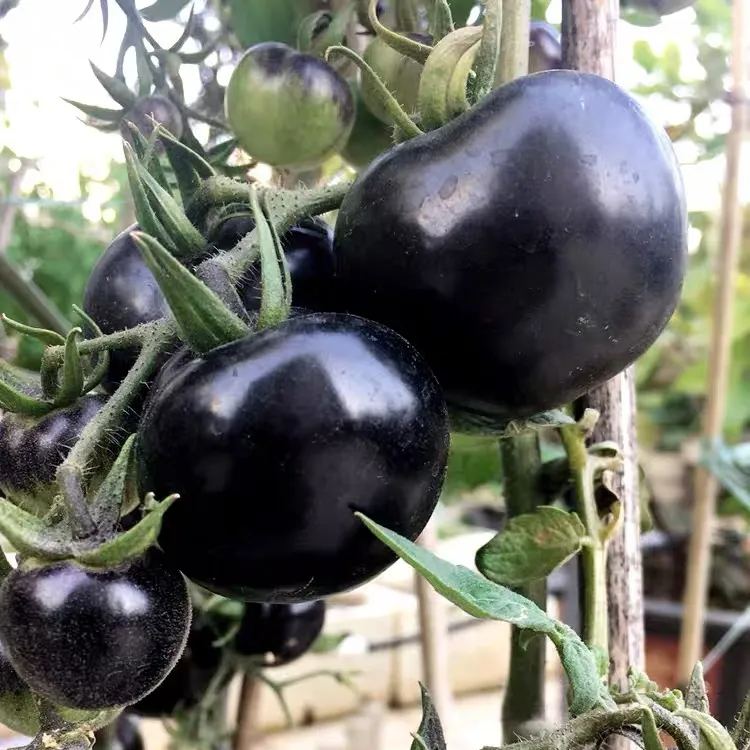 Super-yielding dwarf tomato-Purple Boy-Rare Purple Tomato Seeds