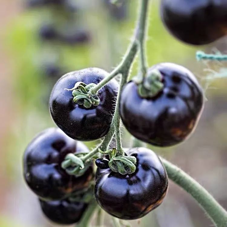 Super-yielding dwarf tomato-Purple Boy-Rare Purple Tomato Seeds