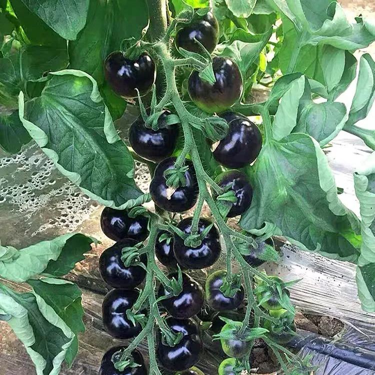 Super-yielding dwarf tomato-Purple Boy-Rare Purple Tomato Seeds