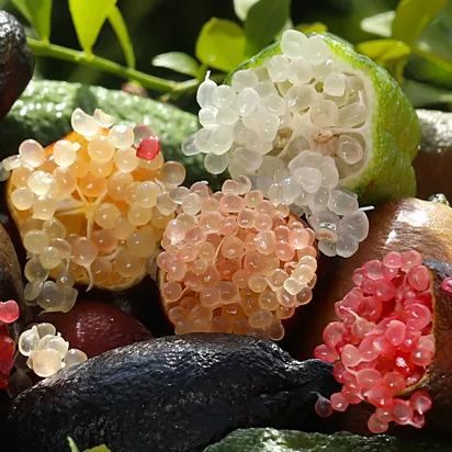 🎉 The Noble Among Lemons👑-Finger Lemon Seeds🍋