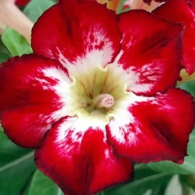 Desert Rose Seeds