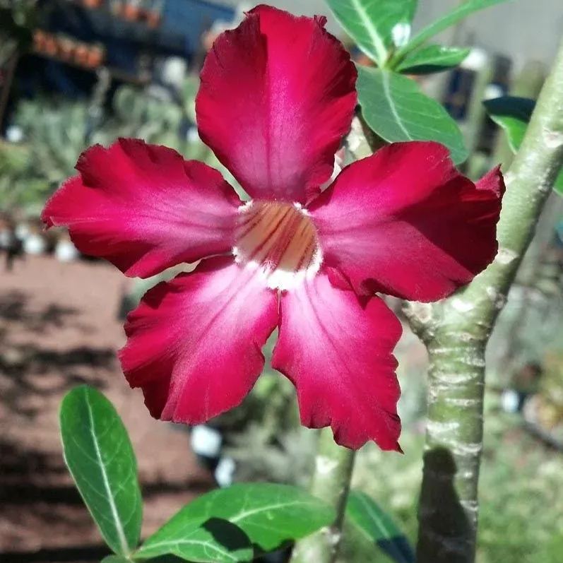 Desert Rose Seeds