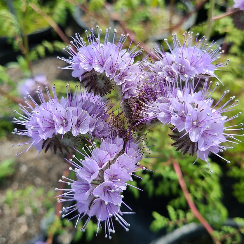 🐝✨Phacelia Tanacetifolia Seeds, Bee's Friend
