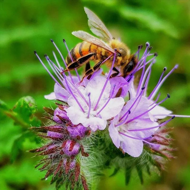 🐝✨Phacelia Tanacetifolia Seeds, Bee's Friend