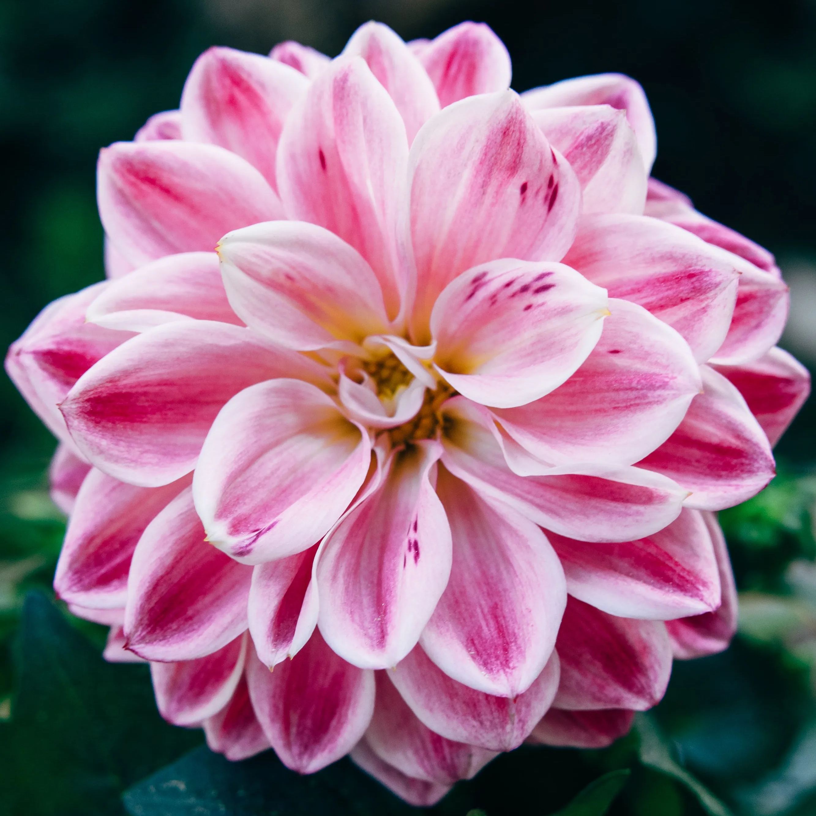 100Pcs Dahlia Bulb Flower Seeds Bonsai Flower Bulbs