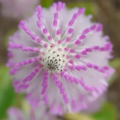 🦊Fox Pink Tail-Ptilotusexaltatus Seeds🌷