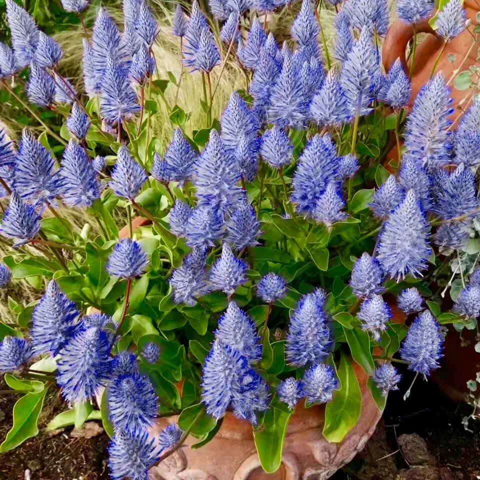 🦊Fox Pink Tail-Ptilotusexaltatus Seeds🌷