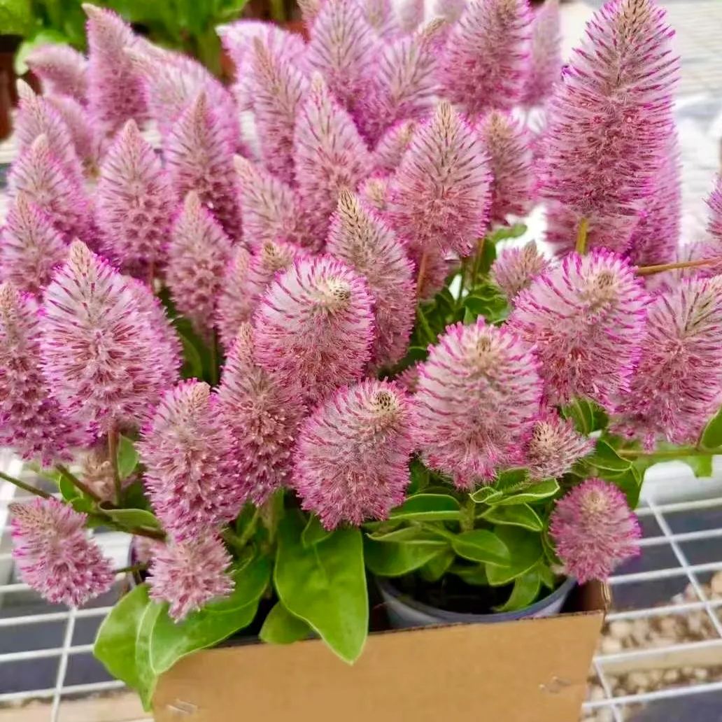 🦊Fox Pink Tail-Ptilotusexaltatus Seeds🌷