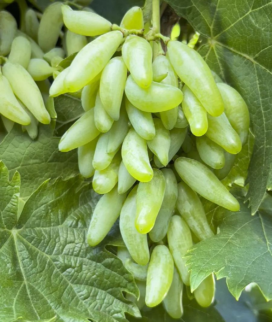 💚🍇Goldfinger Long Grape Seeds