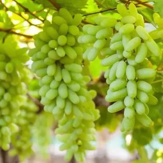 💚🍇Goldfinger Long Grape Seeds